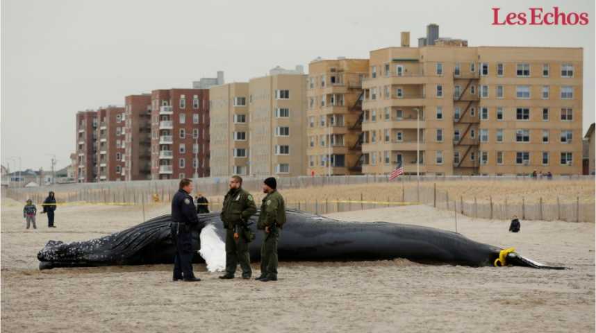 Illustration pour la vidéo Une baleine à bosse s’échoue sur une plage de New York