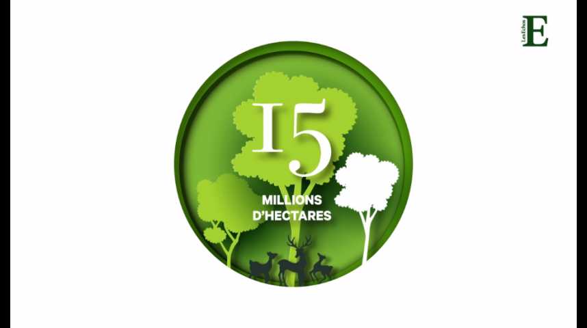 Illustration pour la vidéo Déforestation : quelle est l'empreinte écologique des importations de la France ?