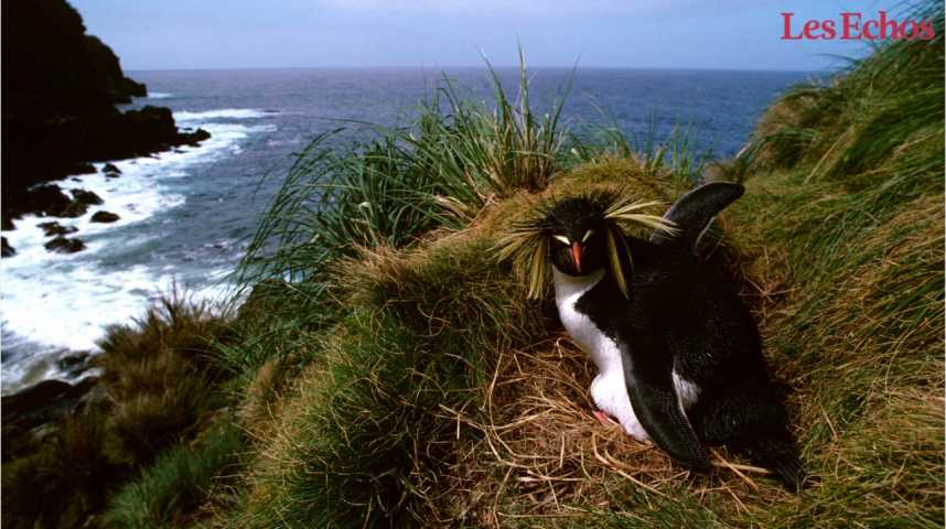 Illustration pour la vidéo La moitié des vertébrés menacés d'extinction vivent sur des îles